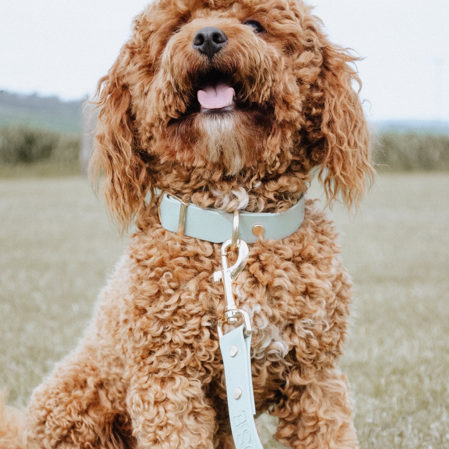 Botanical Sage Leash