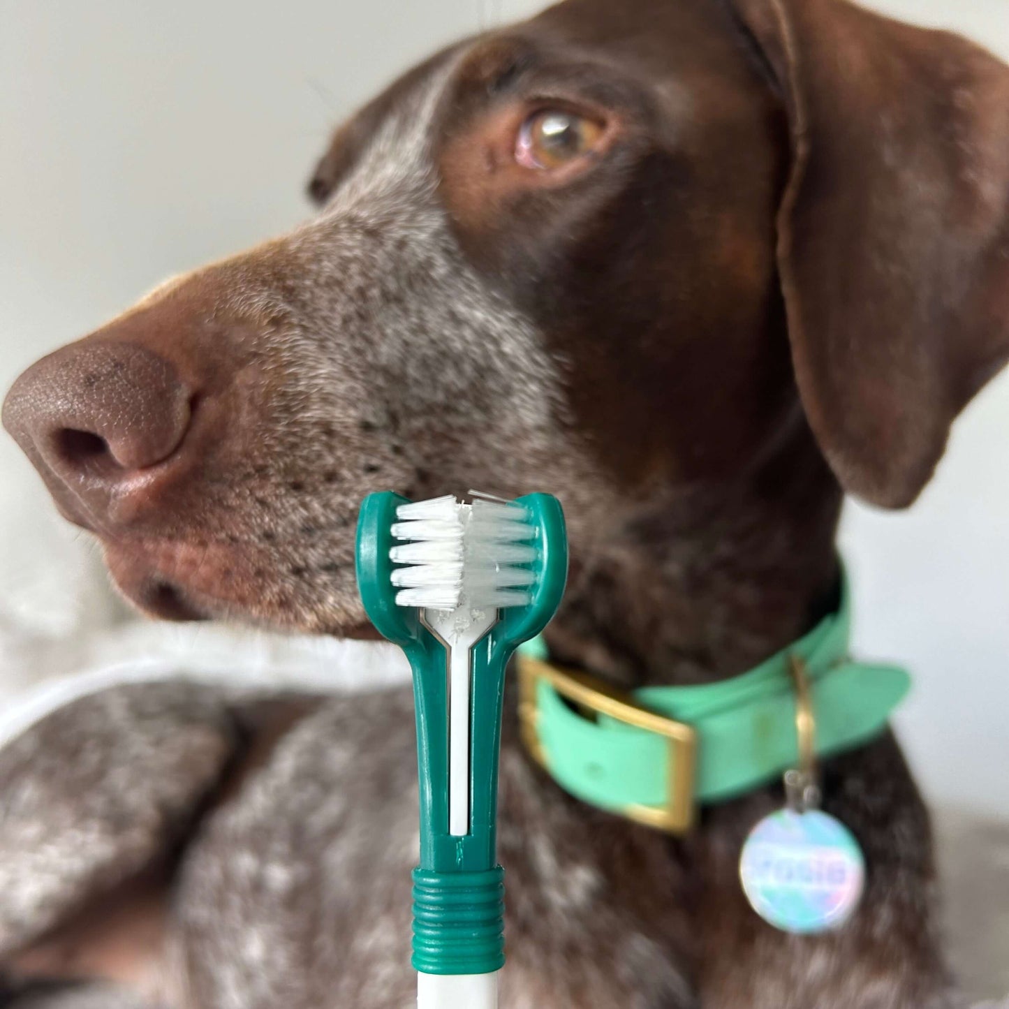 Our dual-head toothbrush reaches every corner, ensuring a thorough clean for dogs of all sizes.