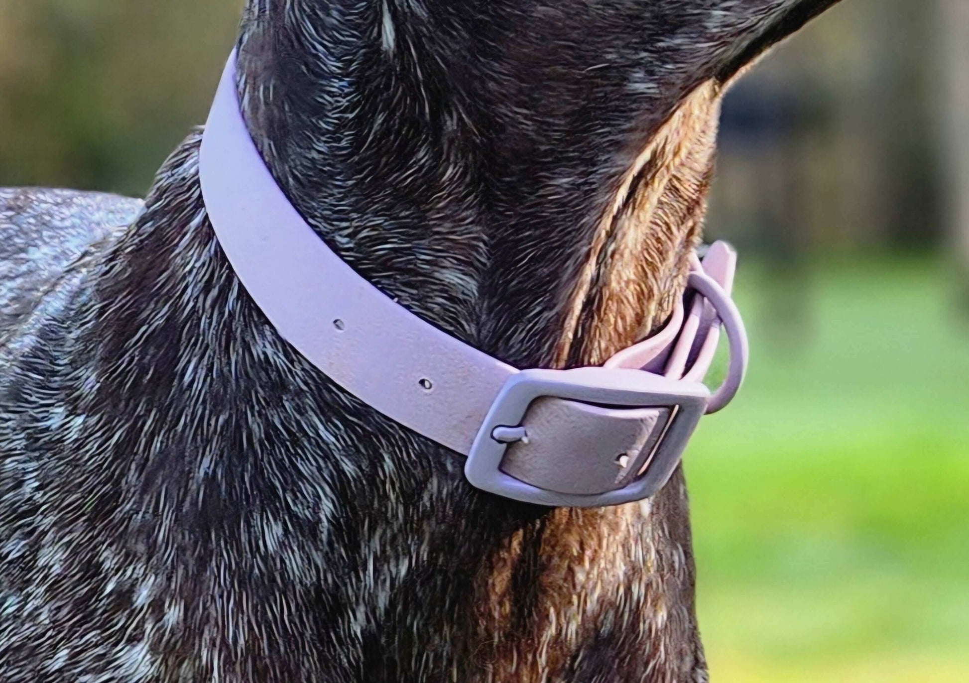 Durable Lavender Dog Collar – Waterproof and Customizable