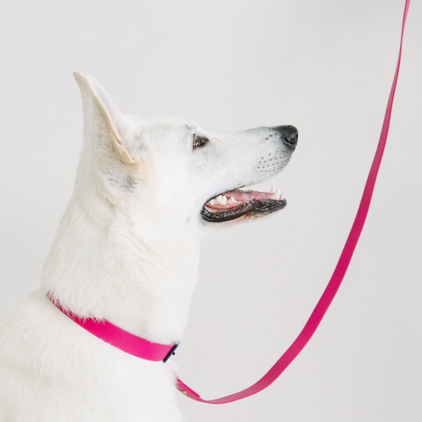 Mulberry Leash