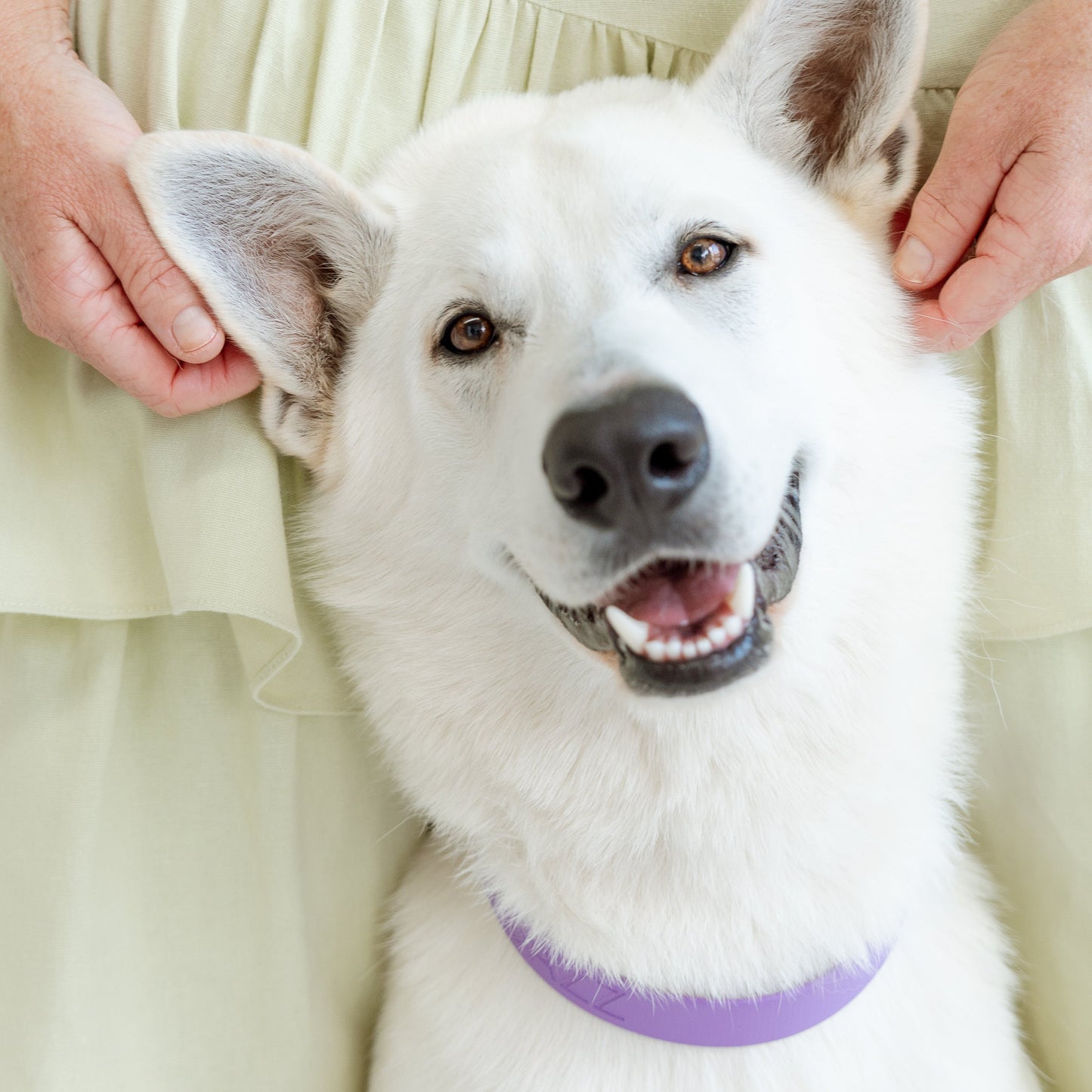 Bordeaux Violet Collar